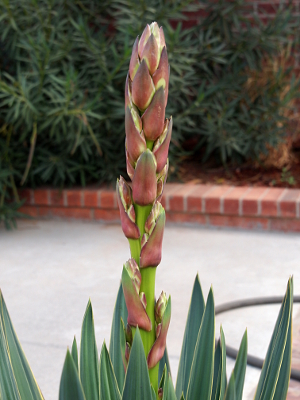 [Stalk rising from the leaves. Buds are tight to the main stem.]